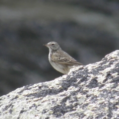 Anthus australis (Australian Pipit) at Geehi, NSW - 29 Dec 2021 by MatthewFrawley