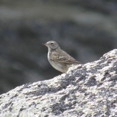 Anthus australis (Australian Pipit) at Geehi, NSW - 29 Dec 2021 by MatthewFrawley