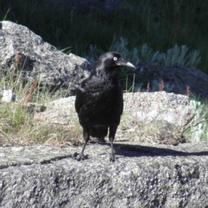 Corvus mellori at Kosciuszko National Park, NSW - 29 Dec 2021