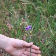 Arthropodium fimbriatum (Nodding Chocolate Lily) at Goulburn, NSW - 28 Dec 2021 by Rixon