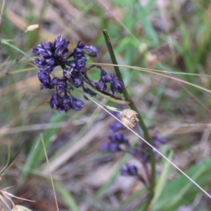 Dianella revoluta var. revoluta at Goulburn, NSW - 28 Dec 2021