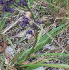 Dianella revoluta var. revoluta at Goulburn, NSW - 28 Dec 2021