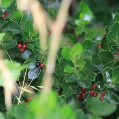 Coprosma quadrifida (Prickly Currant Bush, Native Currant) at Goulburn, NSW - 28 Dec 2021 by Rixon