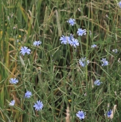 Cichorium intybus (Chicory) at Goulburn, NSW - 28 Dec 2021 by Rixon