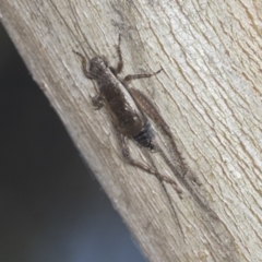 Eurepa marginipennis (Mottled bush cricket) at Bruce, ACT - 31 Dec 2021 by AlisonMilton