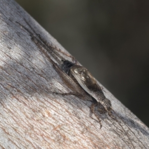 Eurepa marginipennis at Bruce, ACT - 31 Dec 2021