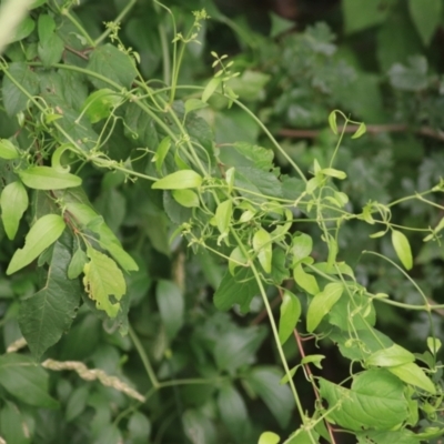 Asparagus asparagoides (Bridal Creeper, Florist's Smilax) at Goulburn, NSW - 28 Dec 2021 by Rixon