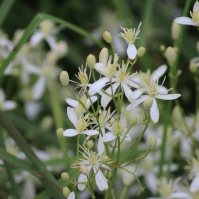 Clematis glycinoides (Headache Vine) at Goulburn Mulwaree Council - 28 Dec 2021 by Rixon