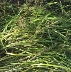 Dianella revoluta (Black-Anther Flax Lily) at Cowes, VIC - 19 Dec 2021 by Tapirlord