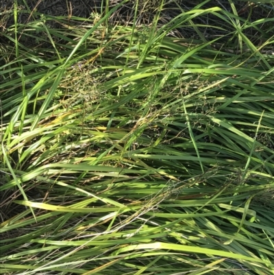 Dianella revoluta (Black-Anther Flax Lily) at Cowes, VIC - 19 Dec 2021 by Tapirlord