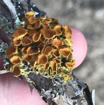 Unidentified Lichen at Ventnor, VIC - 19 Dec 2021 by Tapirlord