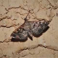 Nacoleia rhoeoalis (A Crambid moth (Spilomelinae) at Wanniassa, ACT - 30 Dec 2021 by JohnBundock