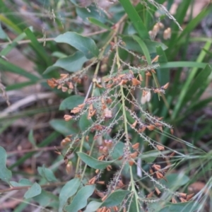 Daviesia latifolia at Goulburn, NSW - 28 Dec 2021 06:16 PM