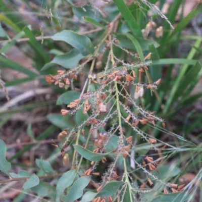 Daviesia latifolia (Hop Bitter-Pea) at Goulburn, NSW - 28 Dec 2021 by Rixon