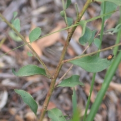 Daviesia latifolia at Goulburn, NSW - 28 Dec 2021 06:16 PM