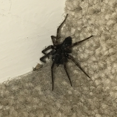 Badumna (genus) (Lattice-web spider) at Ventnor, VIC - 19 Dec 2021 by Tapirlord