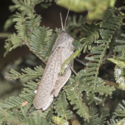 Goniaea sp. (genus) (A gumleaf grasshopper) at Bruce, ACT - 31 Dec 2021 by AlisonMilton