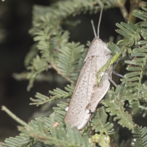 Goniaea sp. (genus) at Bruce, ACT - 31 Dec 2021