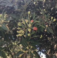 Corymbia ficifolia (Red-flowering Gum) at Sale, VIC - 20 Dec 2021 by Tapirlord