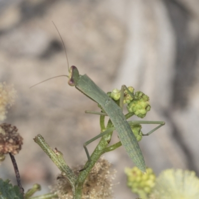 Orthodera ministralis (Green Mantid) at Bruce, ACT - 30 Dec 2021 by AlisonMilton
