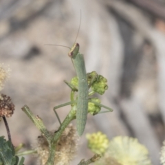 Orthodera ministralis at Bruce, ACT - 31 Dec 2021 09:36 AM