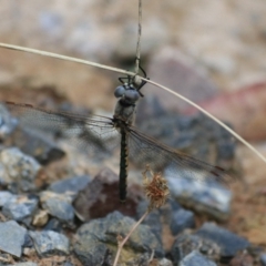 Hemicordulia tau at Goulburn, NSW - 26 Dec 2021