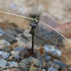 Hemicordulia tau at Goulburn, NSW - 26 Dec 2021