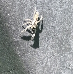 Unverified Spider at Orbost, VIC - 20 Dec 2021 by Tapirlord