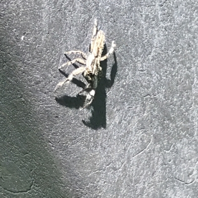 Unverified Spider at Orbost, VIC - 20 Dec 2021 by Tapirlord