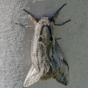 Endoxyla lituratus at Googong, NSW - 31 Dec 2021