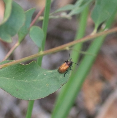 Ecnolagria grandis (Honeybrown beetle) at Goulburn, NSW - 28 Dec 2021 by Rixon