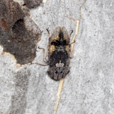 Stenocotis depressa (Leafhopper) at Bruce, ACT - 31 Dec 2021 by AlisonMilton