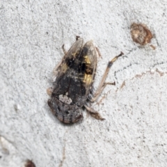 Stenocotis depressa at Bruce, ACT - 31 Dec 2021