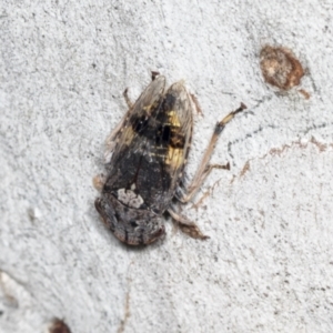 Stenocotis depressa at Bruce, ACT - 31 Dec 2021 09:09 AM