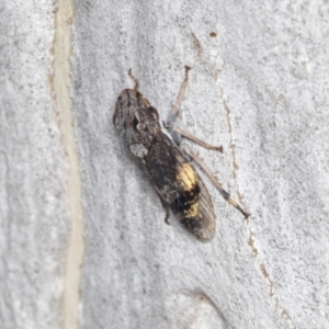 Stenocotis depressa at Bruce, ACT - 31 Dec 2021