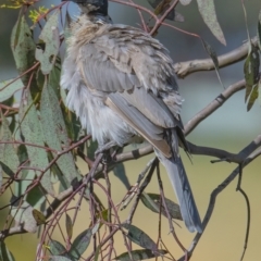 Philemon corniculatus (Noisy Friarbird) at Googong, NSW - 1 Jan 2022 by WHall