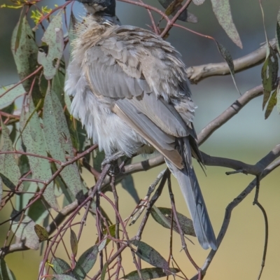 Philemon corniculatus (Noisy Friarbird) at Googong, NSW - 1 Jan 2022 by WHall