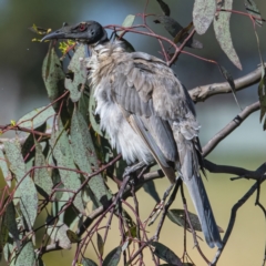 Philemon corniculatus at Googong, NSW - 1 Jan 2022 09:12 AM