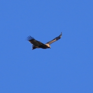 Aquila audax at Lake George, NSW - 1 Jan 2022