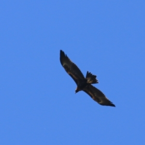 Aquila audax at Lake George, NSW - 1 Jan 2022