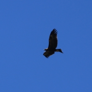 Aquila audax at Lake George, NSW - 1 Jan 2022