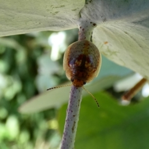 Paropsisterna m-fuscum at McKellar, ACT - 1 Jan 2022