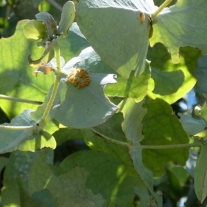 Paropsisterna m-fuscum at McKellar, ACT - 1 Jan 2022