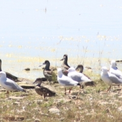 Malacorhynchus membranaceus (Pink-eared Duck) at Lake George, NSW - 1 Jan 2022 by Rixon