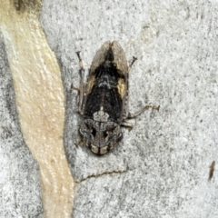 Stenocotis depressa (Leafhopper) at Higgins, ACT - 30 Dec 2021 by AlisonMilton