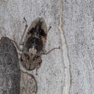 Stenocotis depressa at Higgins, ACT - 30 Dec 2021