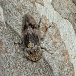 Stenocotis depressa at Higgins, ACT - 30 Dec 2021