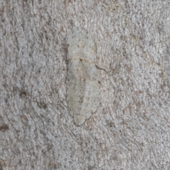 Ledromorpha planirostris (A leafhopper) at Hawker, ACT - 30 Dec 2021 by AlisonMilton