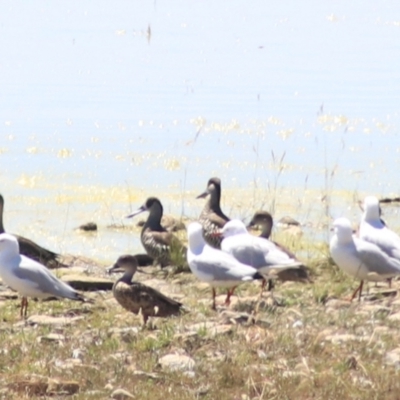 Anas gracilis (Grey Teal) at Lake George, NSW - 1 Jan 2022 by Rixon