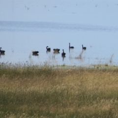 Cygnus atratus (Black Swan) at Lake George, NSW - 1 Jan 2022 by Rixon